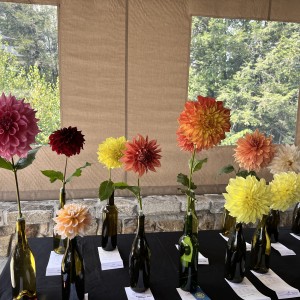 Single Bloom Competition 1